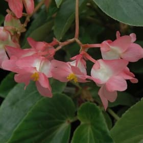 Dragon Wing Begonia (PINK) - 10in Hanging Basket item