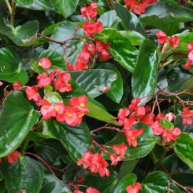 Dragon Wing Begonia (RED) - 10in Hanging Basket item