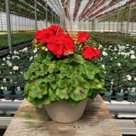 Geraniums (RED) - 10in Hanging Basket item