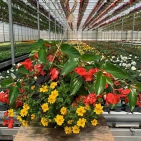 Red Dragon Wing Begonia - 12in Mixed Hanging Basket item