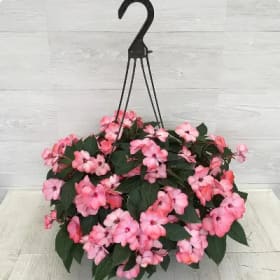 New Guinea Impatiens (PINK) - 10in Hanging Basket item