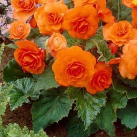 Tuberous Begonias (ORANGE) - 1 Flat (Ten 4in pots) item
