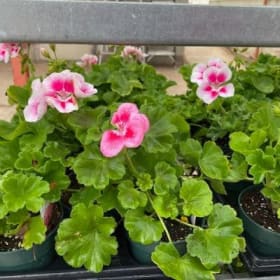 Geraniums (PINK) -  1 Flat (Ten 4in pots) item