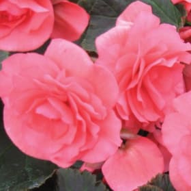 Tuberous Begonias (PINK) - 1 Flat (Ten 4in pots) item