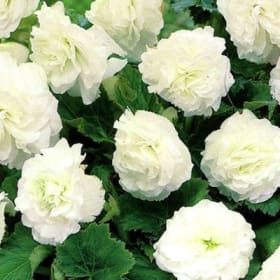 Tuberous Begonias (WHITE) - 1 Flat (Ten 4in pots) item