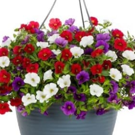 Calibrachoa (CLASSIC MIX) - 10in Hanging Basket item