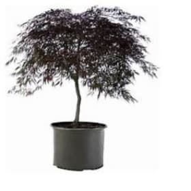 Japanese Maple Tree item