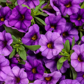 10" Hanging Plant - Calibrachoa - Color: Blue item