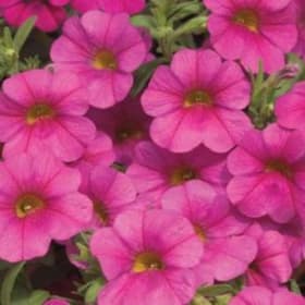 10" Hanging Plant - Calibrachoa - Color: Pink/Rose item