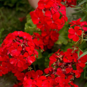10" Hanging Plant - Culture Geranium - Color: Red item