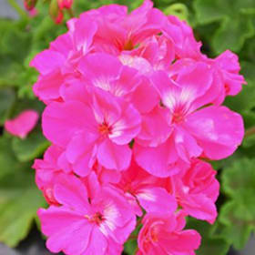 10" Hanging Plant - Culture Geranium - Color: Pink item
