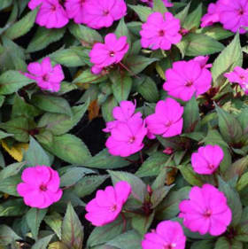 10" Hanging Plant - New Guinea Sunpatiens - Color: Purple item