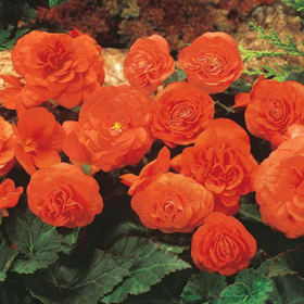 10" Hanging Plant - Nonstop Begonia - Color: Orange item