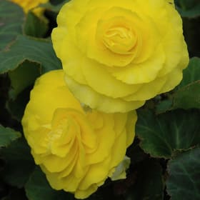 10" Hanging Plant - Nonstop Begonia - Color: Yellow item