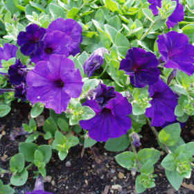 10" Hanging Plant - Petunia Wave - Color: Blue item