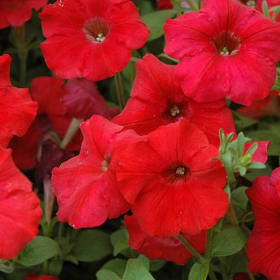 10" Hanging Plant - Petunia Wave - Color: Red item