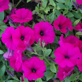 10" Hanging Plant - Petunia Wave - Color: Purple/Violet item