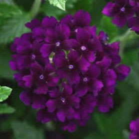 11' Hanging Basket Combos - Colors: Violet, Violet, White item