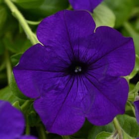 11' Hanging Basket Combos - Colors: Violet, Violet, White item