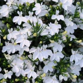 11' Hanging Basket Combos - Colors: Red, White, Blue item