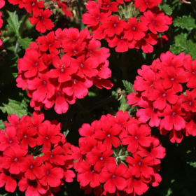 11' Hanging Basket Combos - Colors: Red, White, Blue item