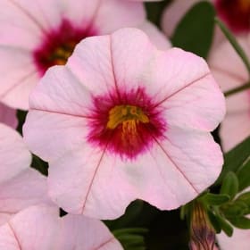 11' Hanging Basket Combos - Colors: Pink, Rose, Light Pink item