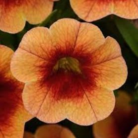 11' Hanging Basket Combos - Colors: Orange, Red, Orange item
