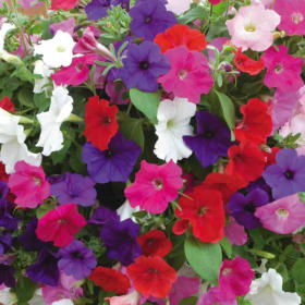Mixed Colored Petunia Flat item