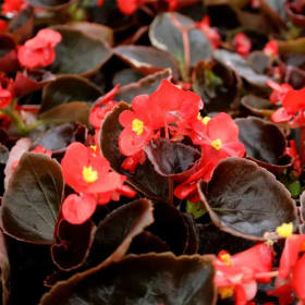 Begonia Bronze Leaf Flat item