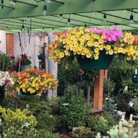 12-inch Petunia Hanging Basket item