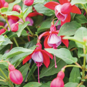 12-inch Fuchsia Hanging Basket item