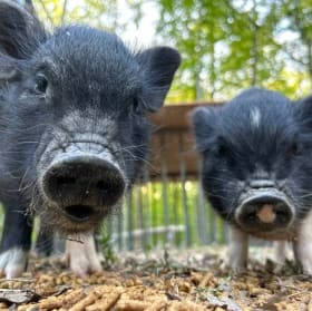 Wheeler Run Farm Petting Zoo & Dairy Queen for 3!!! item