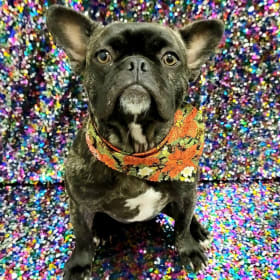 Full Dog Grooming Including Bath and Nail Trim item