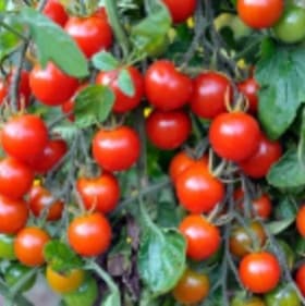 Tomato-Cherry item