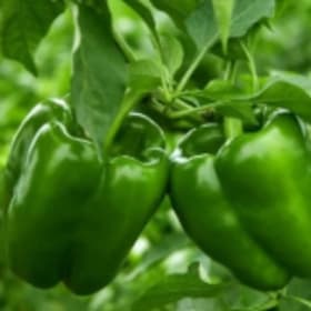 Bell Peppers-Lady Bell item