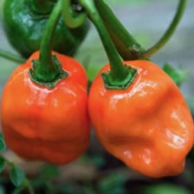 Habanero Pepper item