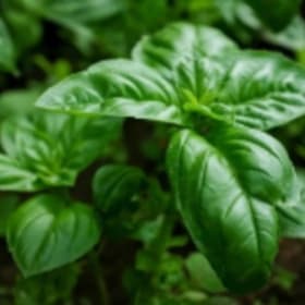 Basil item