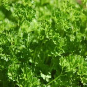 Curly Parsley item