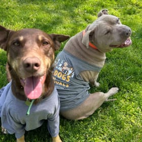 All Dogs Are Individuals- Tank Top item