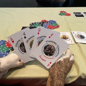 Breed ID Playing Cards item