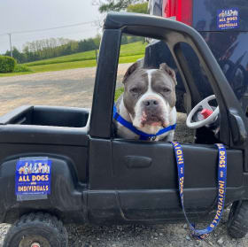 Large All Dogs Are Individuals Magnet item