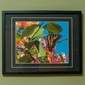 Framed print, Swallowtail Butterfly and Honeysuckle item