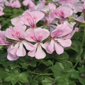 Ivy Geranium (pink) item