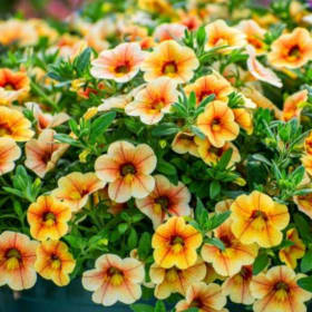 Million Bells/Bacopa Mix (grower's choice of mixed colors) item