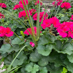 Geranium Tub (Pink/Fuchsia) item