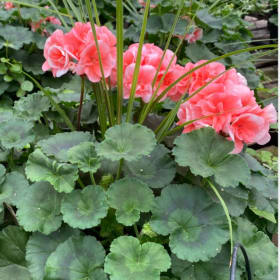 Geranium Tub (Orange/Salmon) item