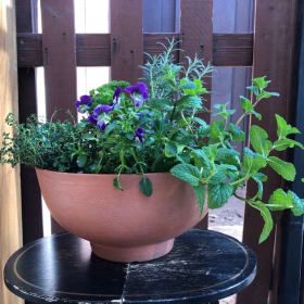 Primary South - Herb Garden item