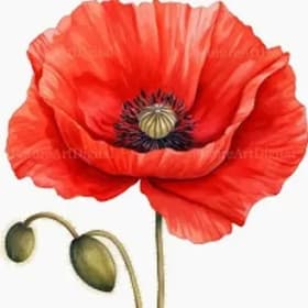 Jin Shin Jyutsu Session with Dow Integrative Institute item