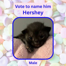 Vote to name this kitten Hershey item