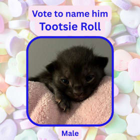 Vote to name this kitten Tootsie Roll item
